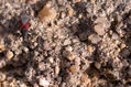 Chinche Roja del Melocotonero.