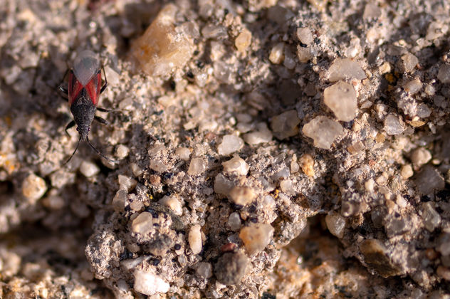 Chinche Roja del Melocotonero.
