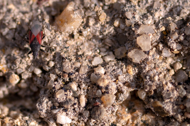 Chinche Roja del Melocotonero. Naturaleza Color (Digital)