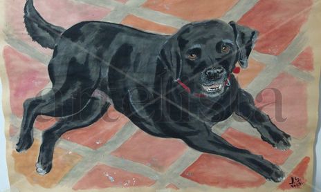 perros Dogs