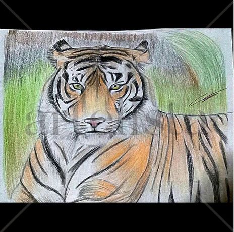 Tigre en naturaleza