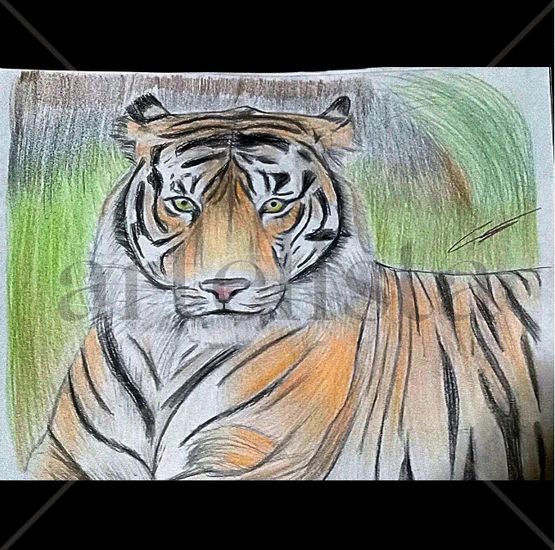 tigre en naturaleza Pencil