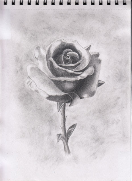 Rosa