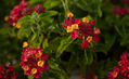 Lantana camara