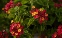 Lantana camara