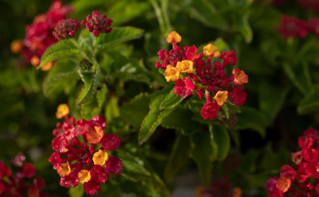 Lantana camara Naturaleza Color (Digital)