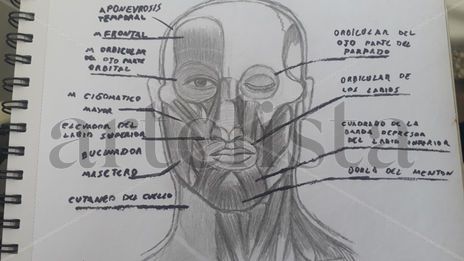 Dibujo anatomico