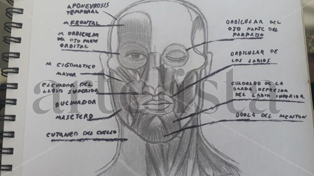 Dibujo anatomico