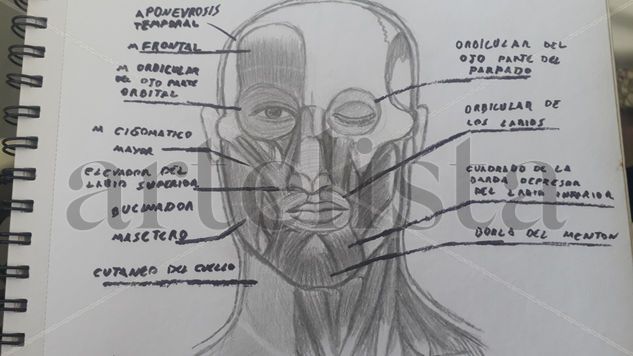 Dibujo anatomico Pencil