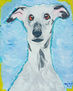 Galgo en acción  ,amor perro