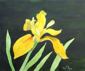 Iris amarillo