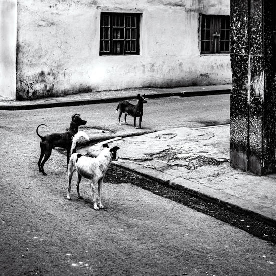 2051. Una odisea canina. Viajes Blanco y Negro (Digital)