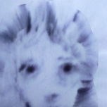 Ninfa thumbnail 2
