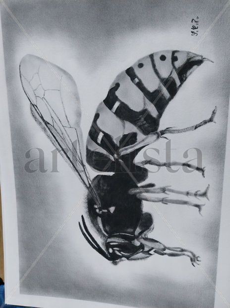 Avispa