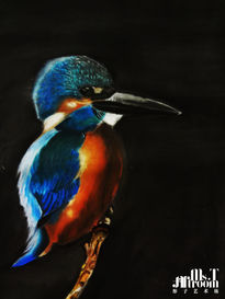 Kingfisher