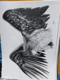 Aguila