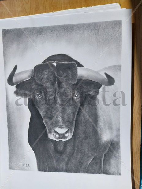 Toro bravo