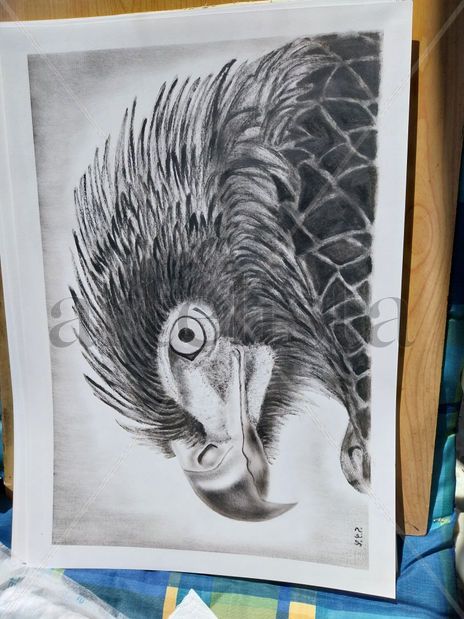 Águila imperial