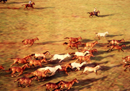 Horses