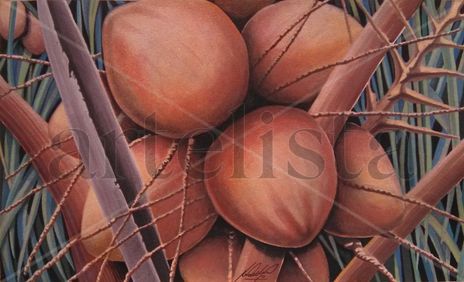 Lucky coconuts
