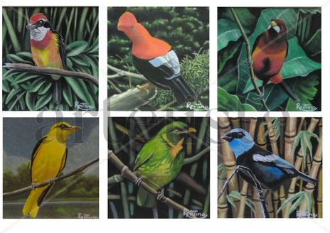 Serie: pajaros del...