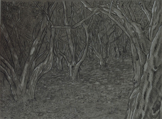 Campo de árboles de pimiento