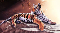 Tigre joven