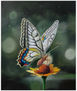 mariposa