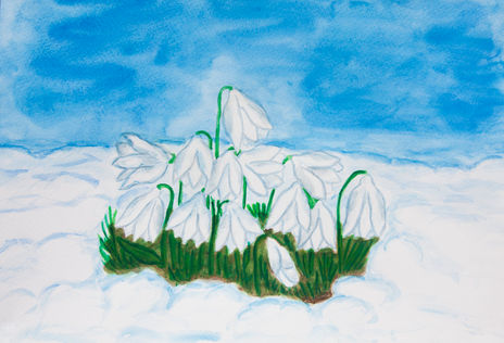 Snowdrops in snow 2