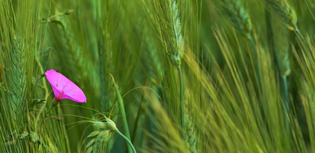 Flor entre el trigo
