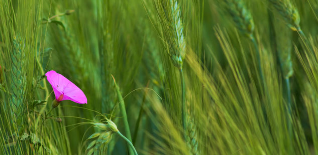 Flor entre el trigo Naturaleza Color (Digital)