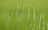 Avena en el campo