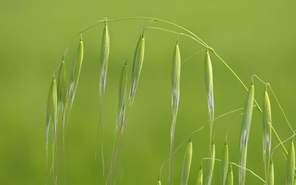 Avena en el campo