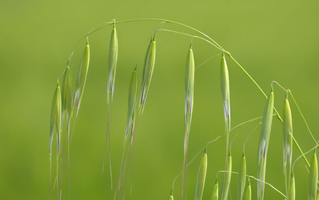 Avena en el campo