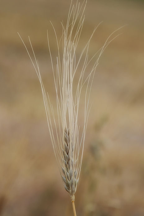 Espiga de trigo