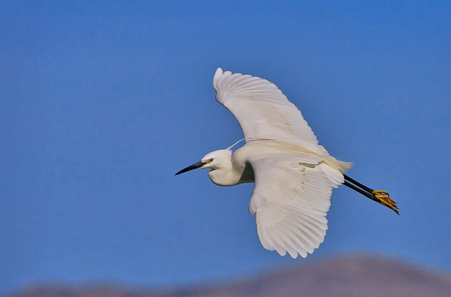 Garza en vuelo