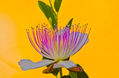 Flor de la alcaparra