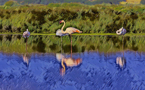 Flamencos en la laguna