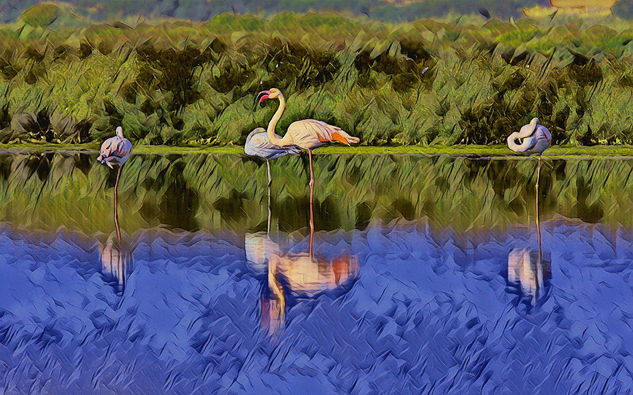 Flamencos en la laguna Nature Color (Digital)