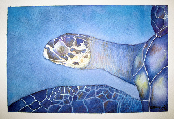 tourtle Mixed Media