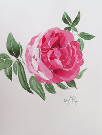 Rosa rosa 2