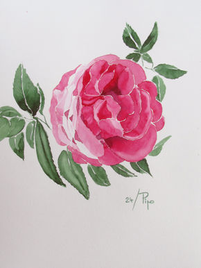 Rosa rosa 2