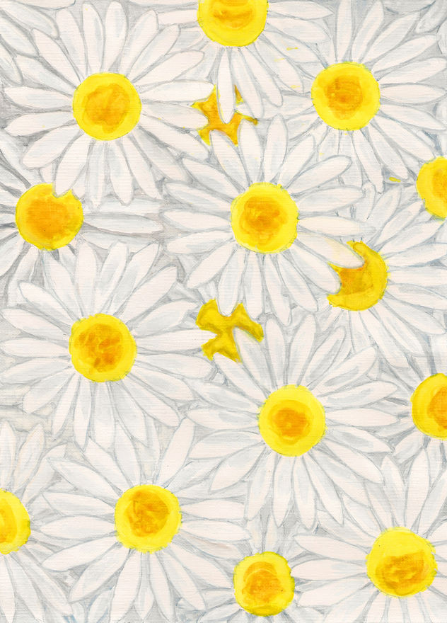 Background from camomiles (daisies)