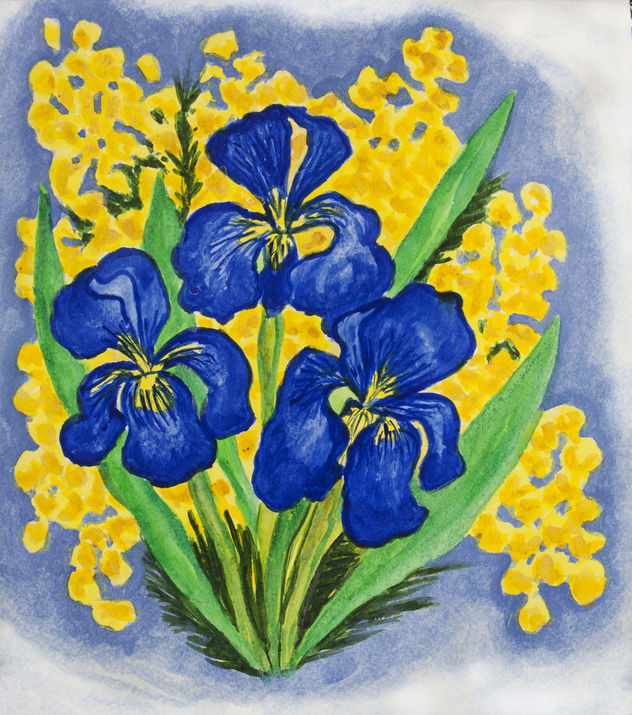 Blue irises with mimosa