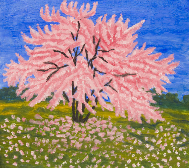 Cercis (Redbud) tree in blossom