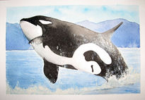 Orca