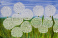 White dandelions 2