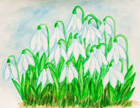 Snowdrops 4