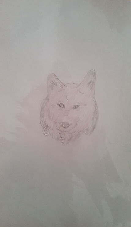 Cara lobo