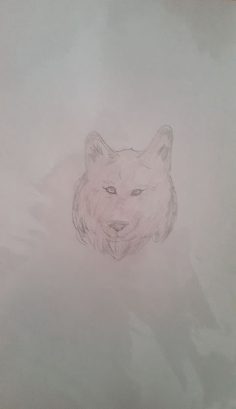 Cara lobo